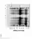 Fig. 09 - NOVEL BT TOXIN RECEPTORS AND METHODS OF USE