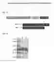 Fig. 02 - Methods of using therapeutic p53 peptides