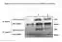 Fig. 04 - Methods of using therapeutic p53 peptides