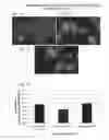 Fig. 08 - Methods of using therapeutic p53 peptides