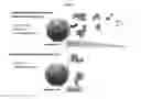 Fig. 02 - Improved Therapeutic Control of Proteolytically Sensitive, Destabilized Forms of Interleukin-12