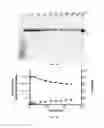 Fig. 07 - Composition and Method for Therapeutic Agent Delivery During Pregnancy