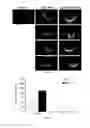 Fig. 08 - Composition and Method for Therapeutic Agent Delivery During Pregnancy