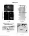 Fig. 13 - TM4SF1 binding proteins and methods of using same