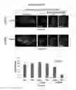Fig. 14 - TM4SF1 binding proteins and methods of using same
