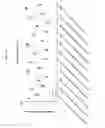 Fig. 124 - Nucleic acid-polypeptide compositions and uses thereof