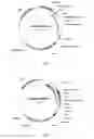 Fig. 02 - FULLY HUMAN ANTIBODIES AGAINST HUMAN 4-1BB