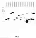 Fig. 06 - Compositions and methods for making (S)-norcoclaurine and (S)-norlaudanosoline, and synthesis intermediates thereof
