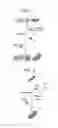 Fig. 02 - METHODS OF ATTACHING PROBES TO MICROORGANISMS AND METHODS OF USE THEREOF
