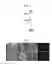 Fig. 03 - METHODS OF ATTACHING PROBES TO MICROORGANISMS AND METHODS OF USE THEREOF