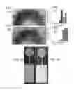 Fig. 04 - METHODS OF ATTACHING PROBES TO MICROORGANISMS AND METHODS OF USE THEREOF