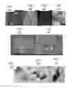 Fig. 07 - METHODS OF ATTACHING PROBES TO MICROORGANISMS AND METHODS OF USE THEREOF