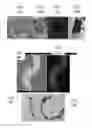 Fig. 08 - METHODS OF ATTACHING PROBES TO MICROORGANISMS AND METHODS OF USE THEREOF