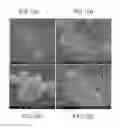 Fig. 10 - METHODS OF ATTACHING PROBES TO MICROORGANISMS AND METHODS OF USE THEREOF