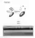 Fig. 12 - METHODS OF ATTACHING PROBES TO MICROORGANISMS AND METHODS OF USE THEREOF