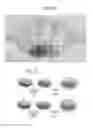 Fig. 16 - METHODS OF ATTACHING PROBES TO MICROORGANISMS AND METHODS OF USE THEREOF