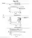Fig. 06 - Signal extraction for a target nucleic acid sequence