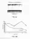 Fig. 07 - Polymerase compositions and methods