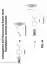 Fig. 62 - Conjugates of biomolecules to nanoparticles