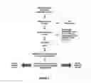 Fig. 03 - Kit for predicting treatment with glucocorticoids and method comprising the same