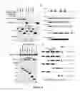 Fig. 07 - Compositions and methods for diagnosis and treatment of epilepsy