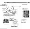 Fig. 08 - Compositions and methods for diagnosis and treatment of epilepsy