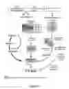 Fig. 12 - Compositions and methods for diagnosis and treatment of epilepsy