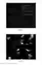 Fig. 31 - Methods for Expanding Clinical Tissue Specimens