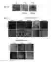 Fig. 03 - MACRO TISSUE EXPLANT, METHODS AND USES THEREFOR