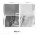 Fig. 06 - MACRO TISSUE EXPLANT, METHODS AND USES THEREFOR