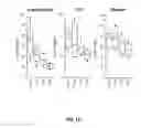 Fig. 41 - MACRO TISSUE EXPLANT, METHODS AND USES THEREFOR