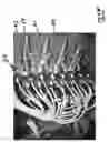Fig. 06 - Battery grid pasting machine