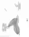 Fig. 08 - USE OF DIRECTIONALITY TO REDUCE FLOODING IN A WIRELESS MESH NETWORK