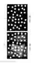 Fig. 16 - STRUCTURED LIGHT AND FLOOD FILL LIGHT ILLUMINATOR