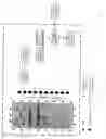 Fig. 02 - Method and process for transmitting a live video stream, with a 360-degree view, from the perspective of a participant in an activity