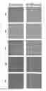 Fig. 01 - Composition and method for germinative compounds in probiotic food and beverage products for human consumption