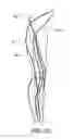 Fig. 08 - KNEE BRACE PROVIDING DYNAMIC DATA