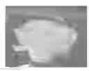 Fig. 01 - Stable silk fibroin based pharmaceutical formulations