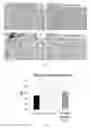 Fig. 03 - Compositions and methods for treating pulmonary diseases