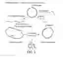 Fig. 03 - METHODS OF CLONING PROPHAGES AND PRODUCING LYTIC PHAGE PARTICLES