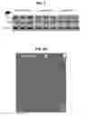 Fig. 02 - MATERIALS AND METHODS FOR MODULATING GLUCOSE UPTAKE