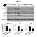 Fig. 06 - MATERIALS AND METHODS FOR MODULATING GLUCOSE UPTAKE