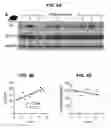Fig. 07 - MATERIALS AND METHODS FOR MODULATING GLUCOSE UPTAKE