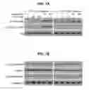Fig. 09 - MATERIALS AND METHODS FOR MODULATING GLUCOSE UPTAKE