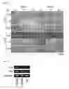 Fig. 09 - Multilayered cell sheet of neural crest stem cells and method of preparing the same
