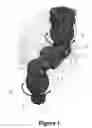 Fig. 02 - Extender for holding accessories