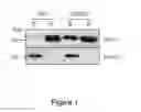 Fig. 02 - Pharmacologically active peptide compound, process for the preparation and use thereof