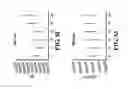 Fig. 10 - Composition for Immunization Against Streptococcus Pneumoniae