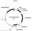 Fig. 02 - Modified bovine G-CSF polypeptides and their uses