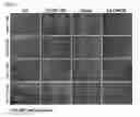 Fig. 01 - EFFICIENT DIFFERENTIATION OF HUMAN STEM CELLS TO DEFINITIVE ENDODERM
